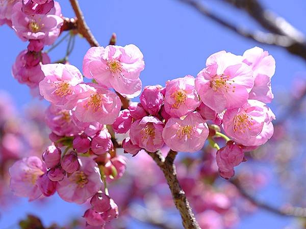 日本‧大阪‧長居植物園(Osaka Nagai Botani