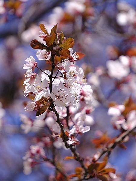 日本‧大阪‧長居植物園(Osaka Nagai Botani