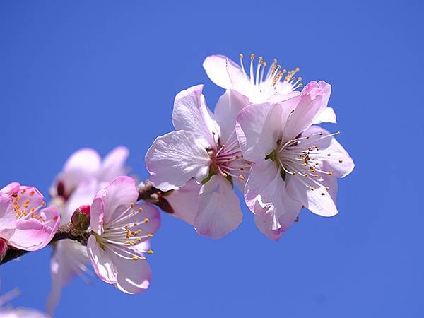 日本‧大阪‧長居植物園(Osaka Nagai Botani