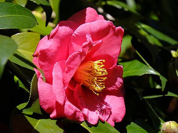 日本‧大阪‧長居植物園(Osaka Nagai Botani