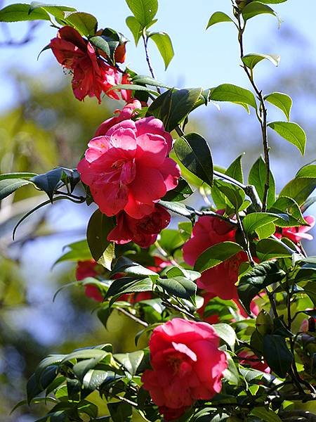 日本‧大阪‧長居植物園(Osaka Nagai Botani