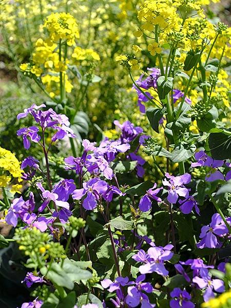 日本‧大阪‧長居植物園(Osaka Nagai Botani