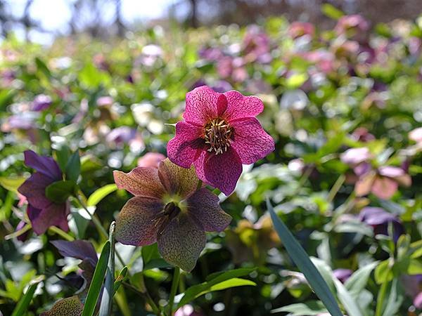 日本‧大阪‧長居植物園(Osaka Nagai Botani