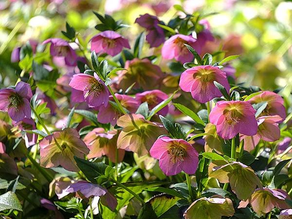 日本‧大阪‧長居植物園(Osaka Nagai Botani