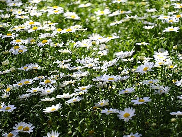 日本‧大阪‧長居植物園(Osaka Nagai Botani