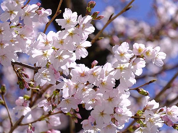 日本‧神戶‧須磨(Kobe Suma)