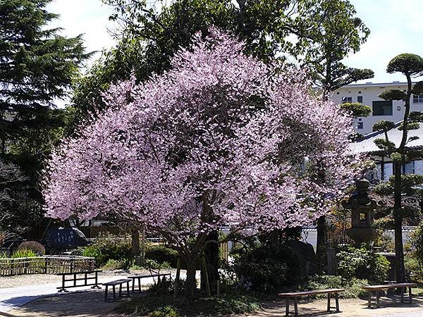 日本‧神戶‧須磨(Kobe Suma)