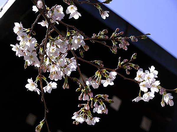 日本‧神戶‧須磨(Kobe Suma)