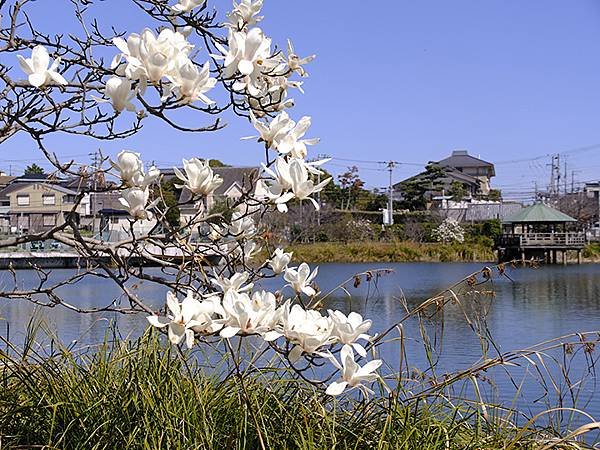 日本‧神戶‧須磨(Kobe Suma)