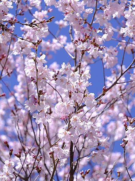 日本‧神戶‧須磨(Kobe Suma)