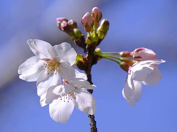 日本‧神戶‧須磨(Kobe Suma)