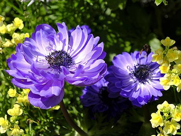 日本‧神戶‧布引香草園(Kobe Nunobiki Herb