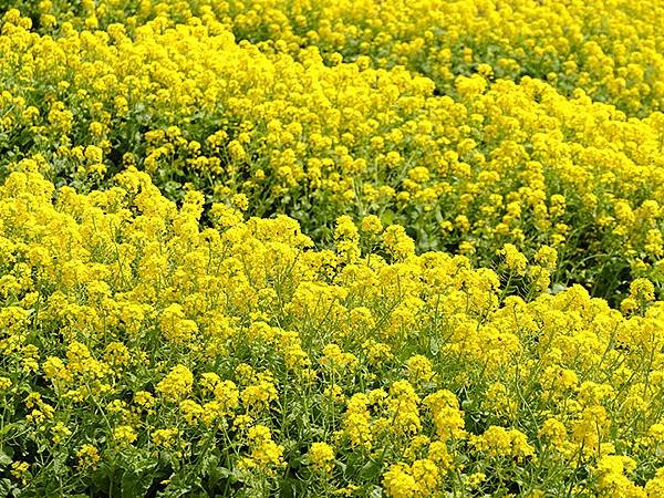 日本‧神戶‧布引香草園(Kobe Nunobiki Herb