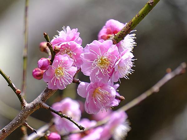 日本‧神戶‧布引香草園(Kobe Nunobiki Herb