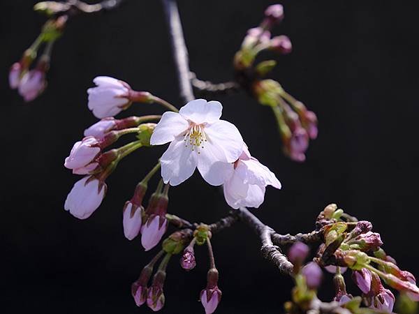 日本‧金澤賞櫻(上)‧心之道(Kanazawa Cherry