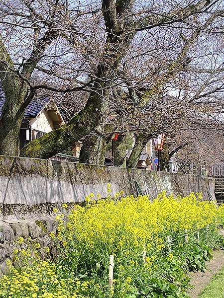 日本‧金澤賞櫻(上)‧心之道(Kanazawa Cherry