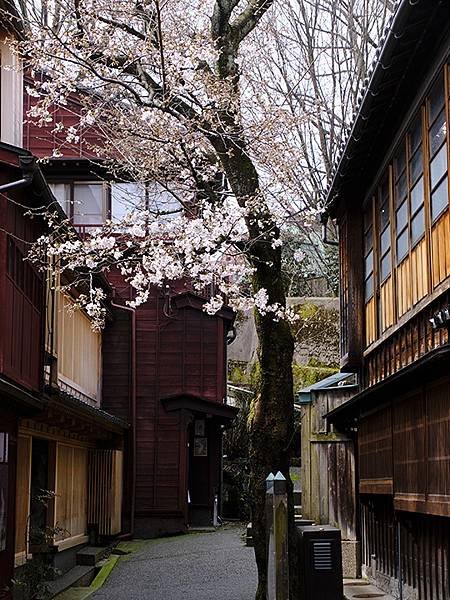 日本‧金澤賞櫻(上)‧心之道(Kanazawa Cherry