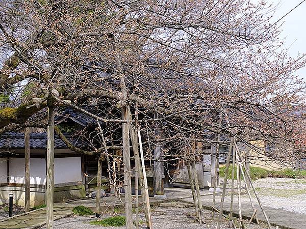 日本‧金澤賞櫻(上)‧心之道(Kanazawa Cherry