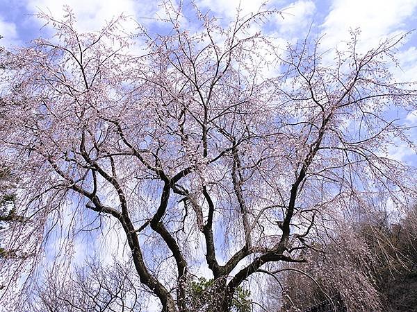 日本‧金澤賞櫻(上)‧心之道(Kanazawa Cherry