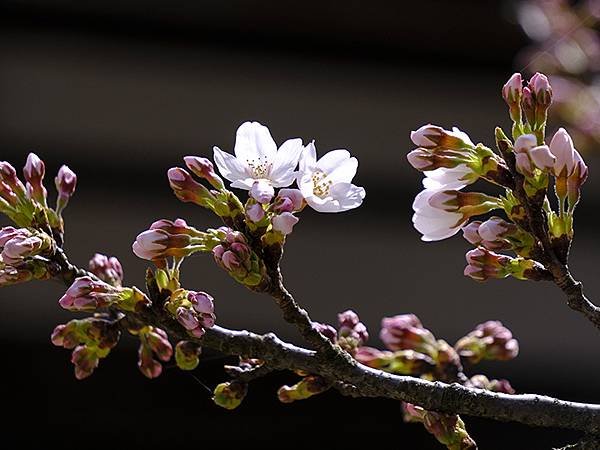 日本‧金澤賞櫻(上)‧心之道(Kanazawa Cherry