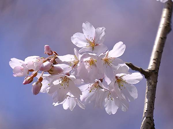 日本‧金澤賞櫻(上)‧心之道(Kanazawa Cherry