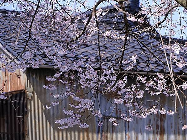 日本‧金澤賞櫻(上)‧心之道(Kanazawa Cherry