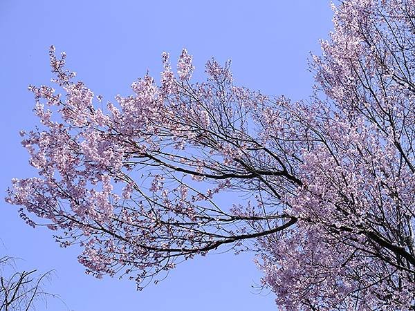 日本‧金澤賞櫻(上)‧心之道(Kanazawa Cherry