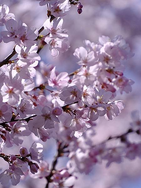 日本‧金澤賞櫻(上)‧心之道(Kanazawa Cherry