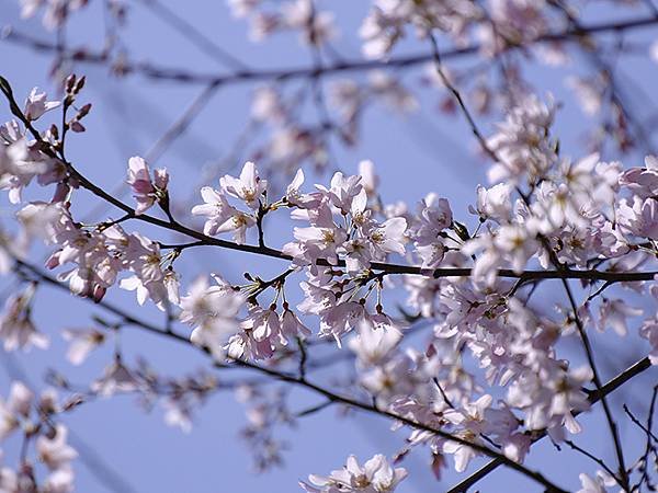 日本‧金澤賞櫻(上)‧心之道(Kanazawa Cherry