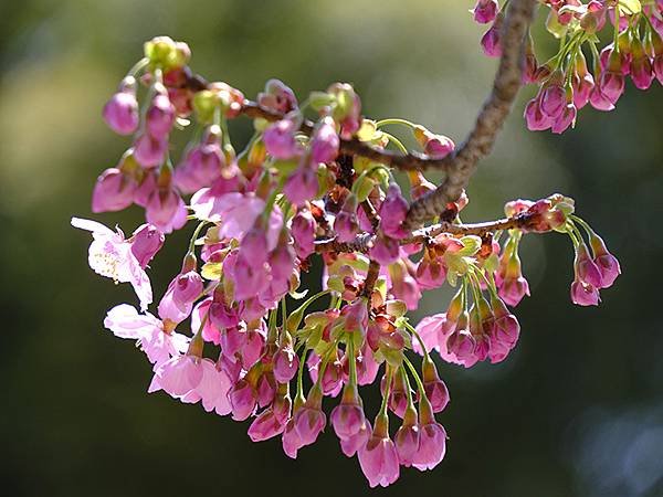 日本‧金澤賞櫻(上)‧心之道(Kanazawa Cherry