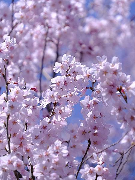 日本‧金澤賞櫻(上)‧心之道(Kanazawa Cherry