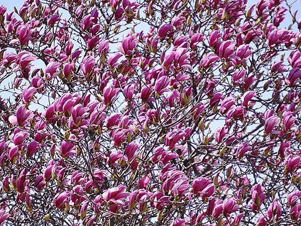 日本‧金澤賞櫻(上)‧心之道(Kanazawa Cherry