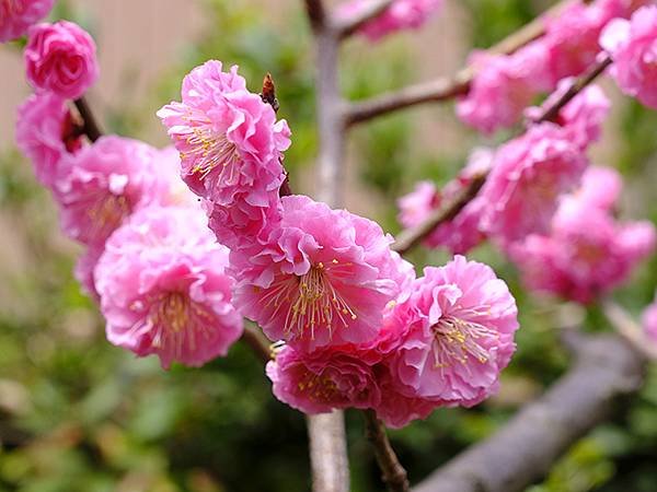 日本‧金澤賞櫻(上)‧心之道(Kanazawa Cherry