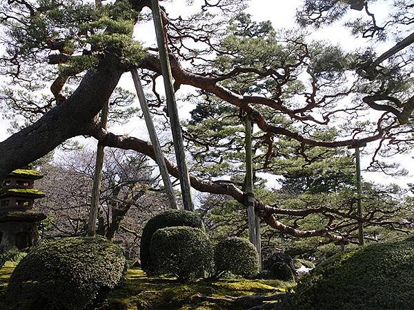 日本‧金澤賞櫻(下)‧兼六園和金澤城(Kanazawa Ch