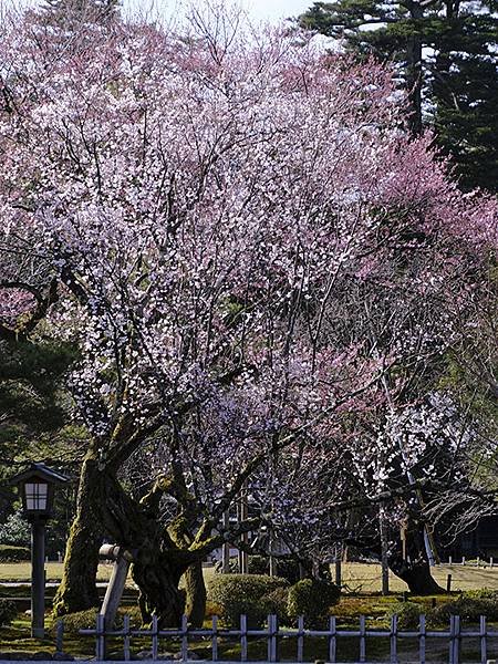 日本‧金澤賞櫻(下)‧兼六園和金澤城(Kanazawa Ch