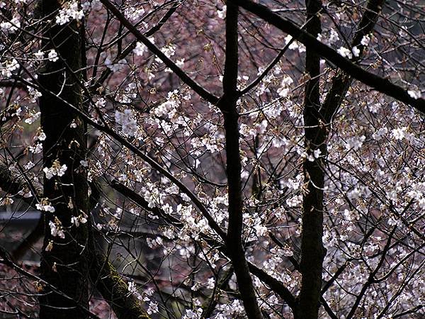 日本‧金澤賞櫻(下)‧兼六園和金澤城(Kanazawa Ch