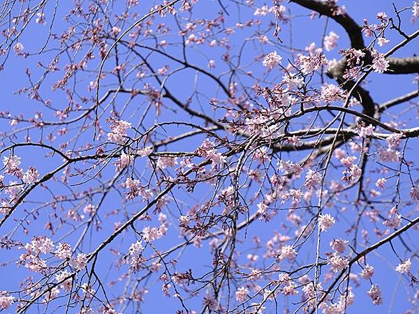 日本‧金澤賞櫻(下)‧兼六園和金澤城(Kanazawa Ch