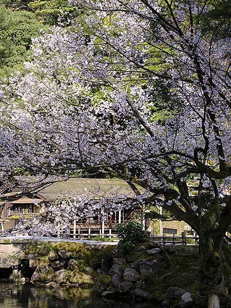 日本‧金澤賞櫻(下)‧兼六園和金澤城(Kanazawa Ch