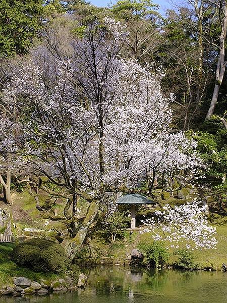 日本‧金澤賞櫻(下)‧兼六園和金澤城(Kanazawa Ch