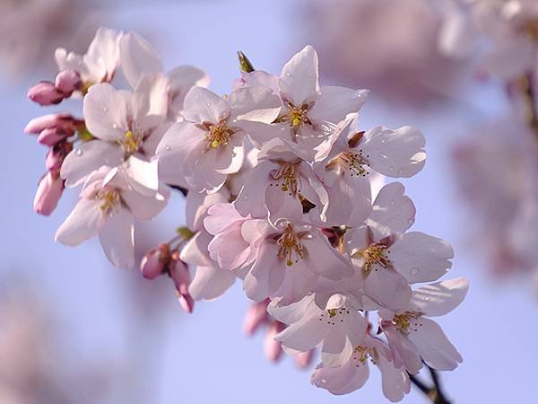 日本‧金澤賞櫻(下)‧兼六園和金澤城(Kanazawa Ch