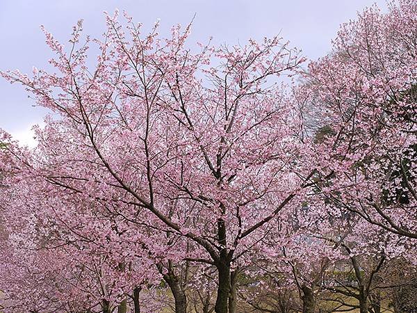 日本‧金澤賞櫻(下)‧兼六園和金澤城(Kanazawa Ch