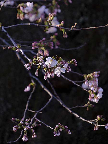 日本‧金澤賞櫻(下)‧兼六園和金澤城(Kanazawa Ch