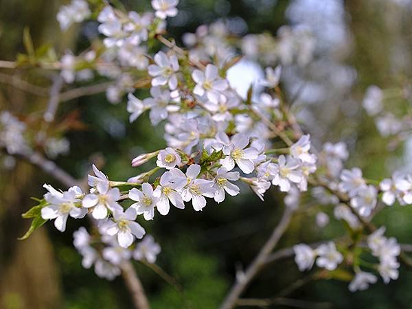 日本‧福井(十四)‧賞櫻(一)‧足羽山(Fukui XIV)