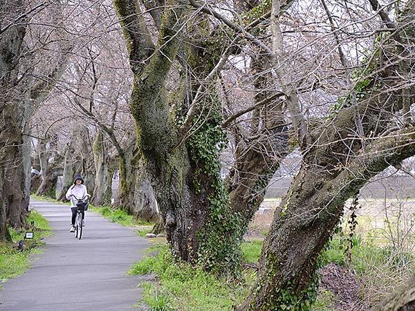 日本‧福井(十五)‧賞櫻(二)‧足羽川、福井城(Fukui 