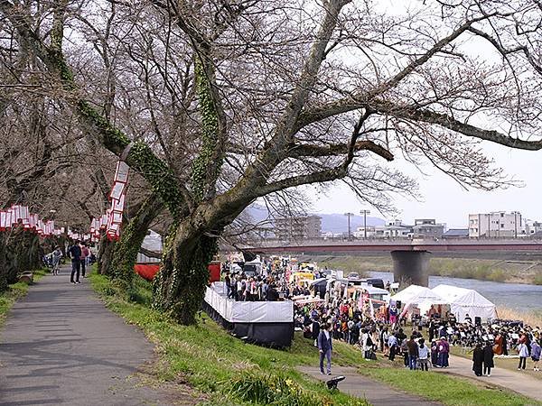 日本‧福井(十五)‧賞櫻(二)‧足羽川、福井城(Fukui 