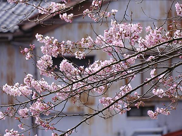 日本‧福井(十五)‧賞櫻(二)‧足羽川、福井城(Fukui 