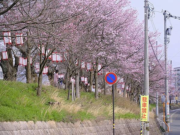 日本‧福井(十五)‧賞櫻(二)‧足羽川、福井城(Fukui 