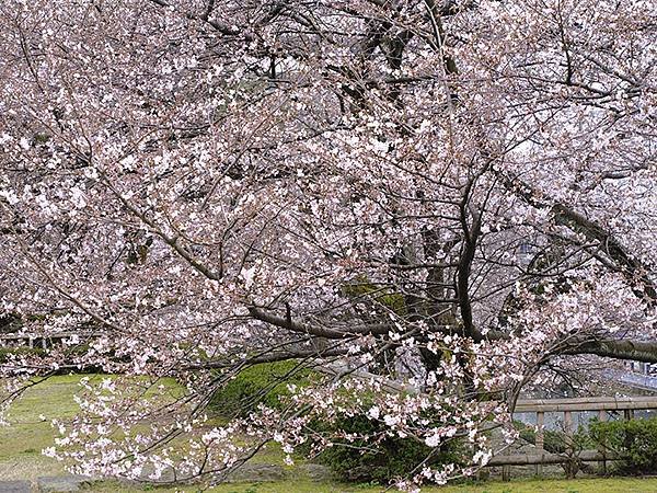 日本‧福井(十五)‧賞櫻(二)‧足羽川、福井城(Fukui 