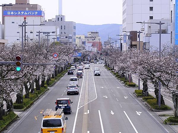 日本‧福井(十五)‧賞櫻(二)‧足羽川、福井城(Fukui 