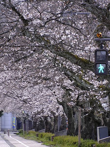 日本‧福井(十五)‧賞櫻(二)‧足羽川、福井城(Fukui 